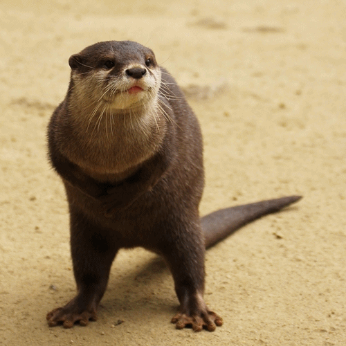 Download Otter Animal PFP