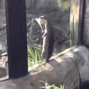 Download Otter Animal PFP