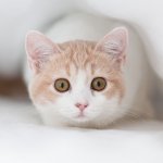 Download Cute Kitten Animal Cat Cute Cat  PFP