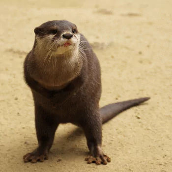 otter Animal PFP