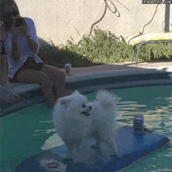 dog surfing funny PFP