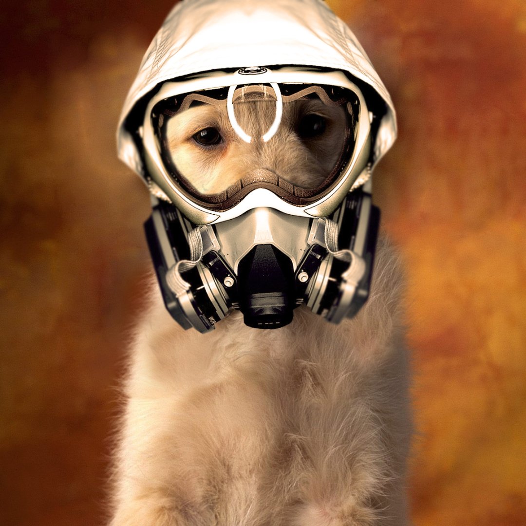 Download Cute Dog Mask Dark Gas Mask  PFP