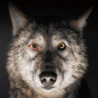 wolf spoor movie PFP
