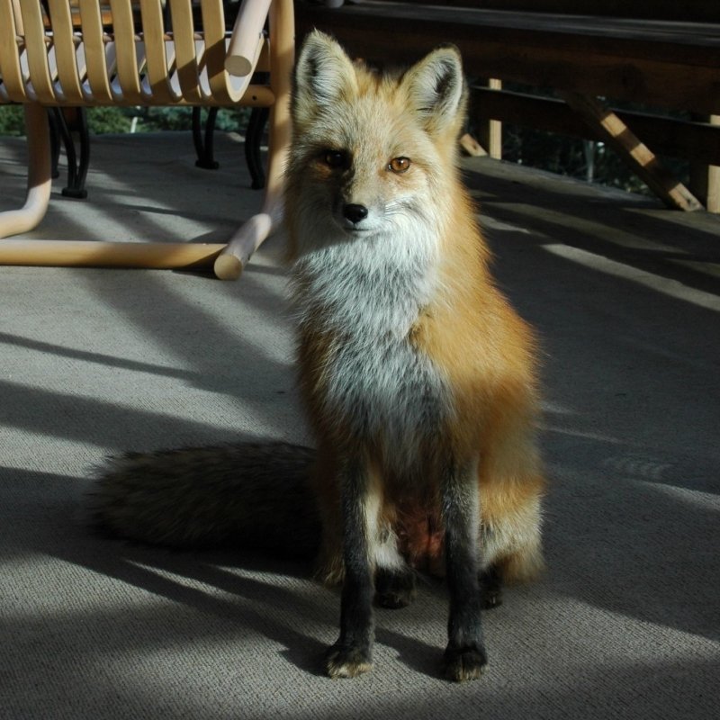 Лисица. Fox PFP. Fox avatar. Forum fox