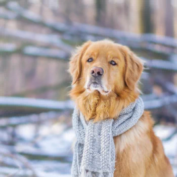depth of field scarf winter dog golden retriever Animal PFP