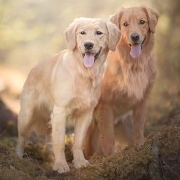 Golden Retriever pfp - Avatar Abyss