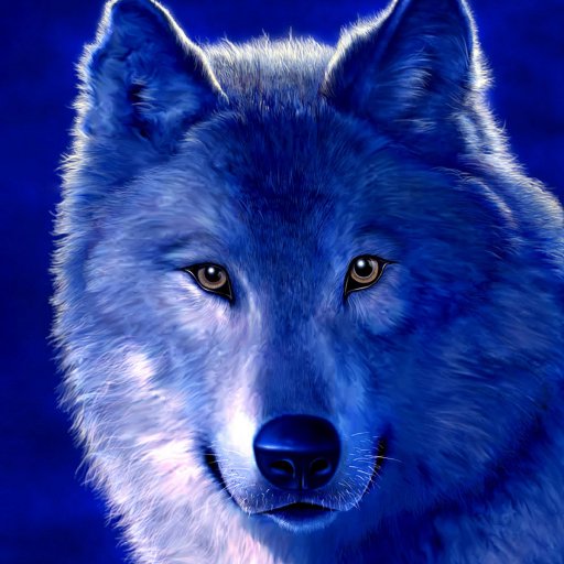 Download Wolf Animal PFP