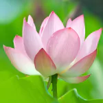  Lotus Flower