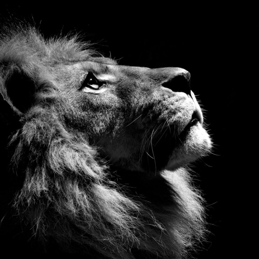 Lion Profile in Black and White by Boza Ivanovic