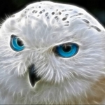Snowy Owl by SweetWitchy