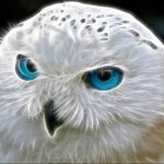 Close-up of a snowy owl with striking blue eyes, used as a distinctive animal-themed forum avatar or profile photo.