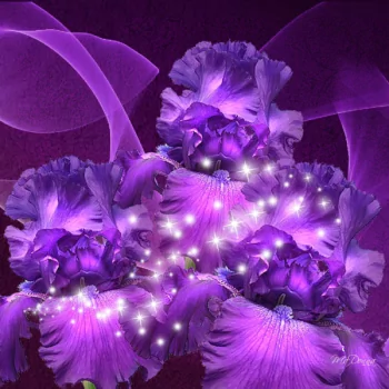  Purple Fantasy by MaDonna