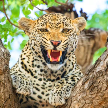 roar leopard Animal PFP