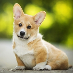 Corgi Pfp