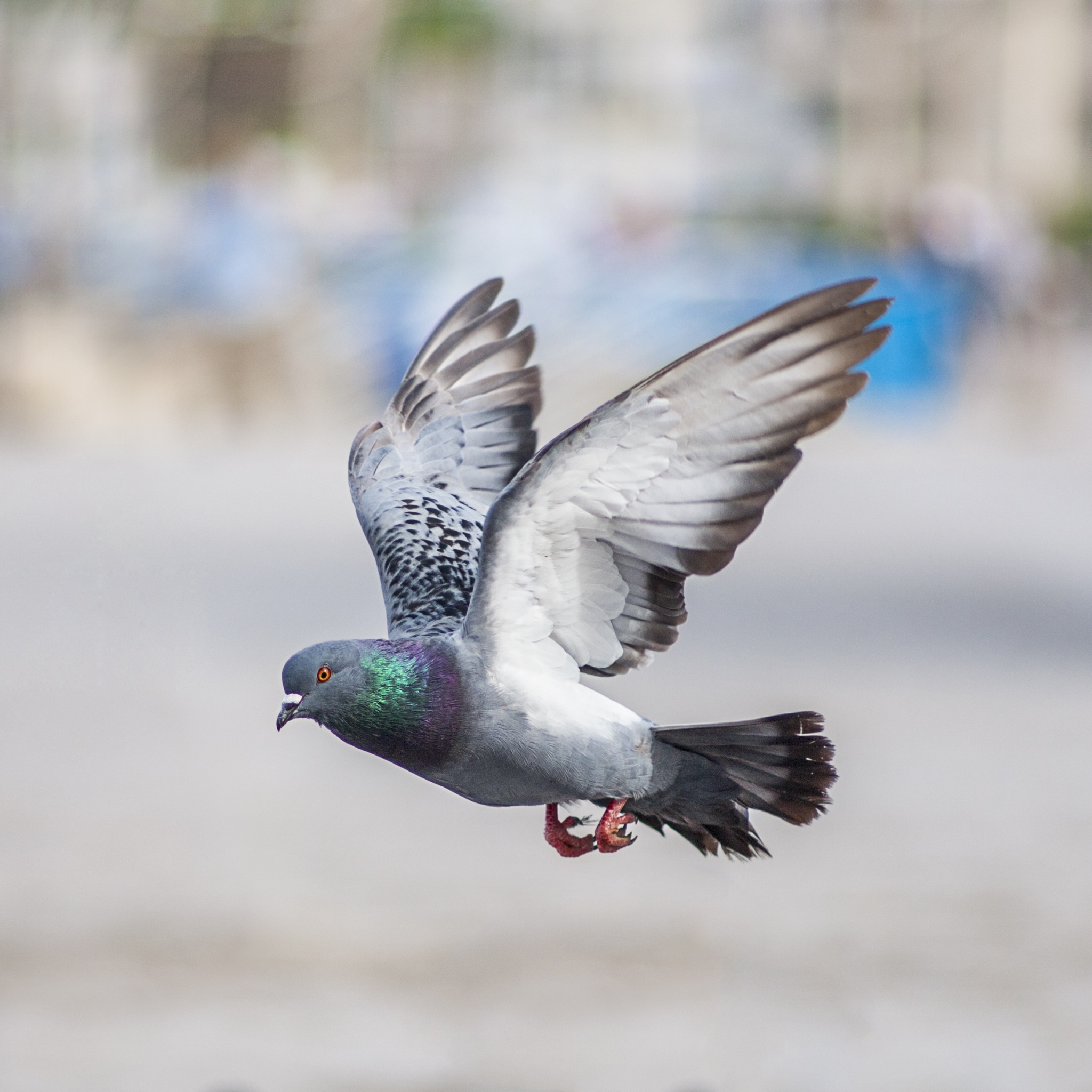 Pigeon in flight by Abdou Moussaoui