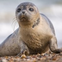 Sub-Gallery ID: 6073 Seals