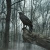 A crow perched on a twisted branch in a foggy, leafless forest, used as a striking forum avatar.
