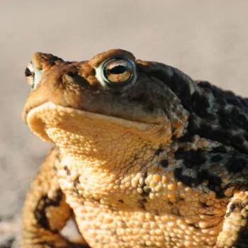  Toad in the Road
