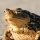 toad