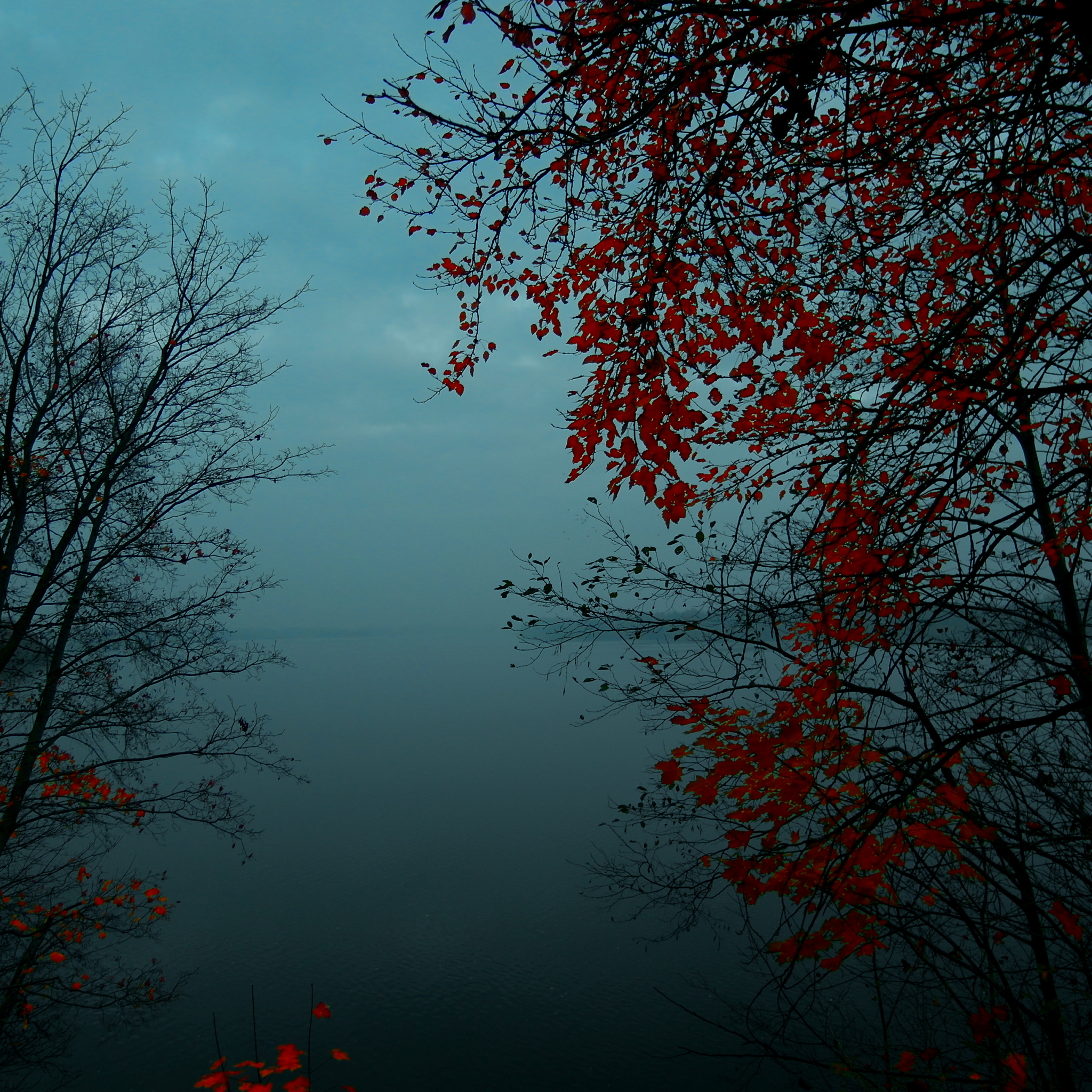 Foggy Autumn Forest