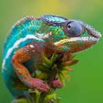 Close-up avatar of a colorful chameleon perched on a branch against a green backdrop.
