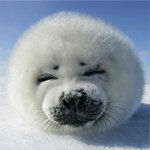 Download Animal Seal PFP