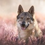 Download Purple Flower Depth Of Field Lavender Animal Wolfdog PFP