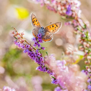 blur flower macro purple flower insect butterfly Animal PFP