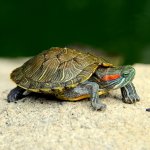 Download Animal Turtle PFP