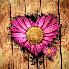  Gerbera Heart