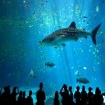 Download Animal Shark PFP