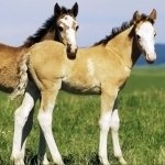 Download Animal Horse PFP