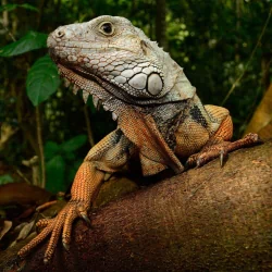 reptile iguana Animal PFP