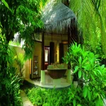 photography tropical PFP
