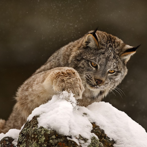 Lynx in Winter