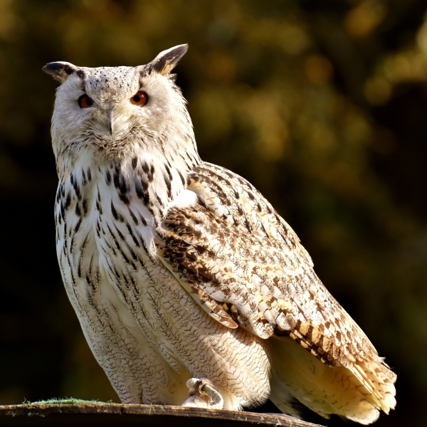 Owl at a Wildlife Park by Alexas_Fotos