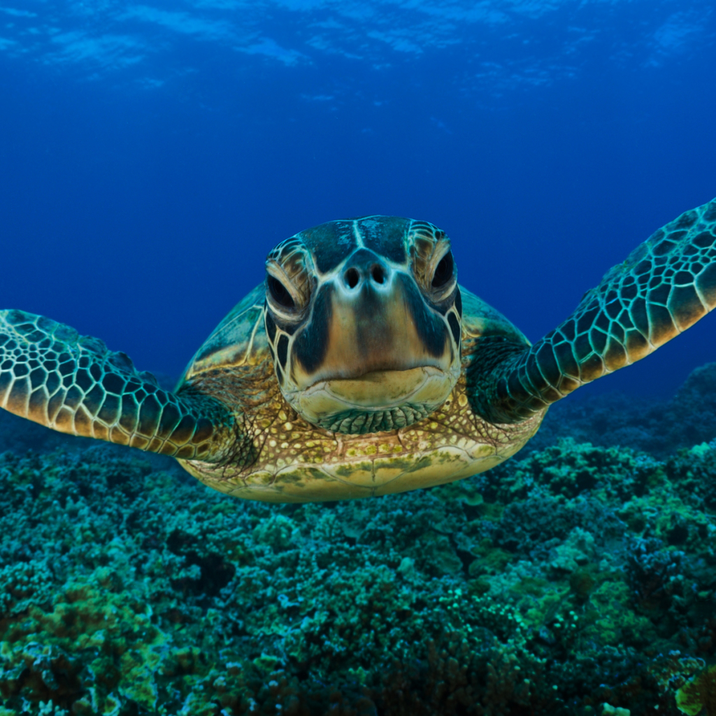 sea turtle Pfp