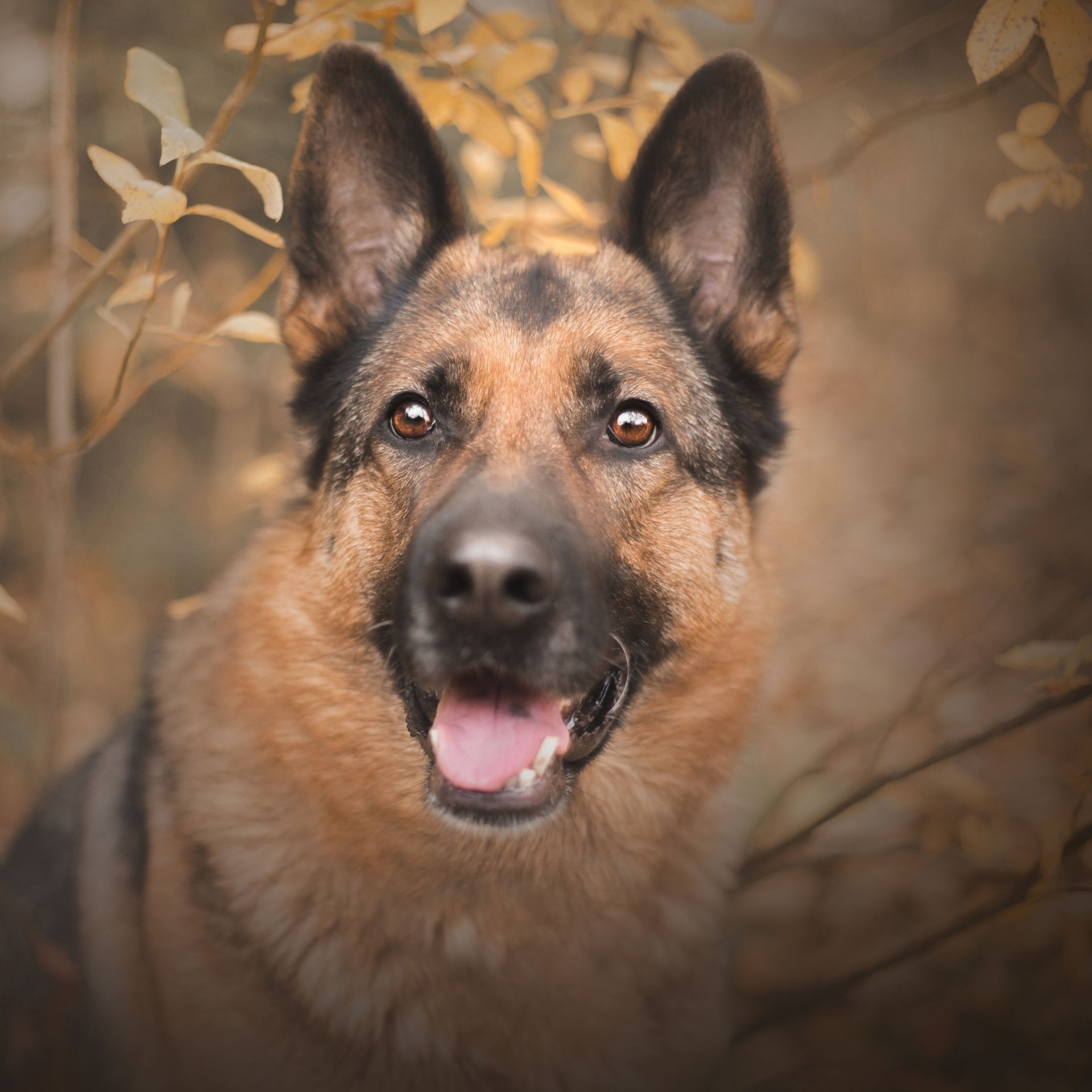 Download Muzzle Dog Stare German Shepherd Animal PFP