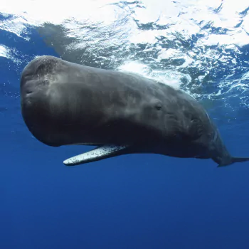 Sperm Whale PFP