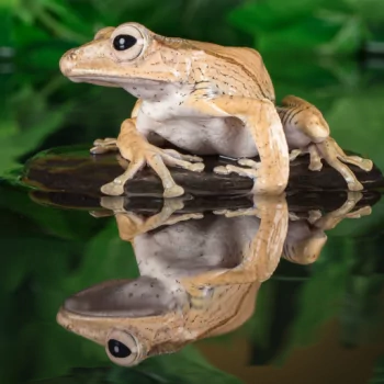 amphibian water frog Animal PFP