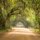 Canopy