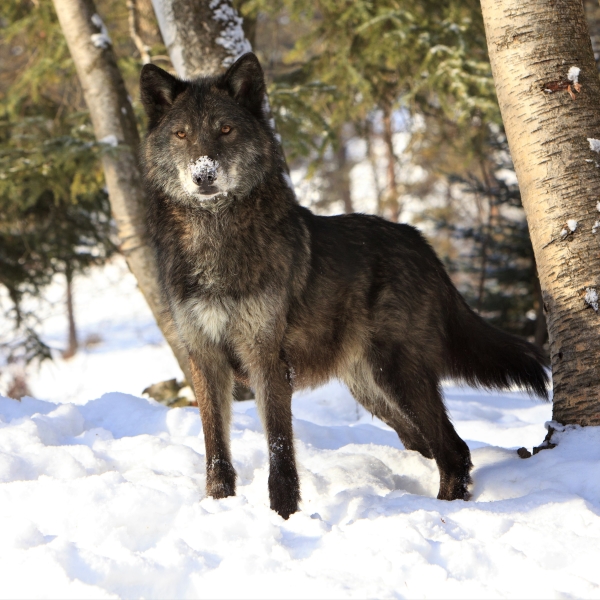 Wolf in Winter Forest