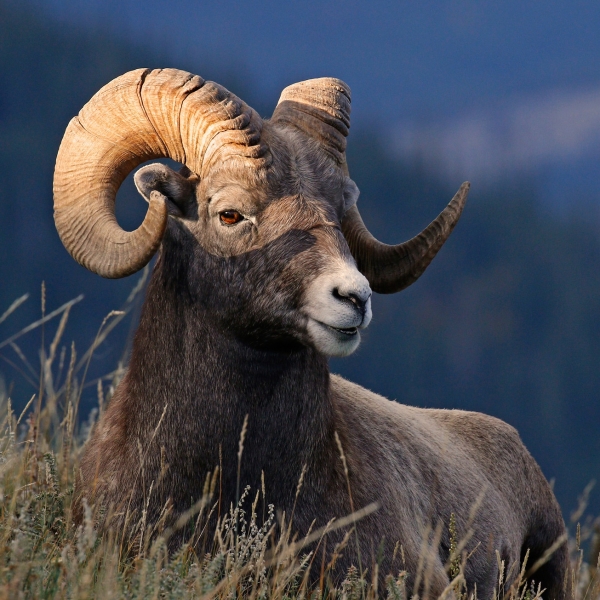 Bighorn Sheep Pfp