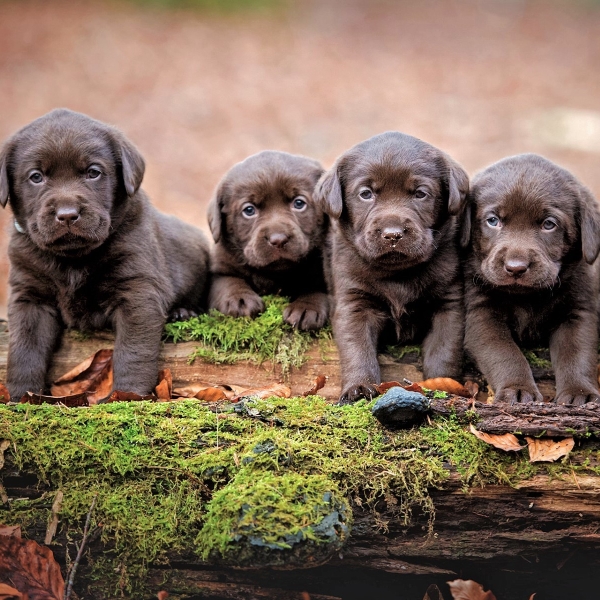 Chocolate Lab Puppies by Kerstin Benz