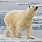 Download Animal Polar Bear Pfp