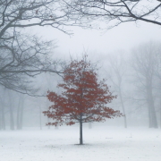 Snow Fog ~ lll by ~EvidencE~