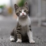 Download Depth Of Field Baby Animal Kitten Cat Animal PFP