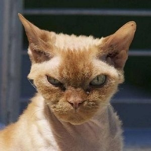 Download Angry Cat Animal PFP