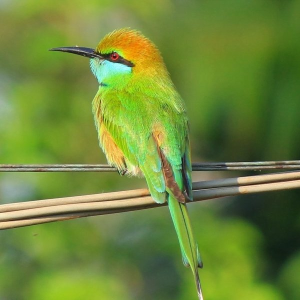 Green Bee-eater PFP