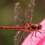 Download Animal Dragonfly PFP